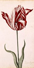 Tulpe Semper Augustus